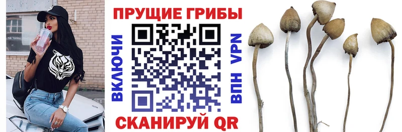 Купить  Екатеринбург  Псилоцибиновые грибы Psilocybe 